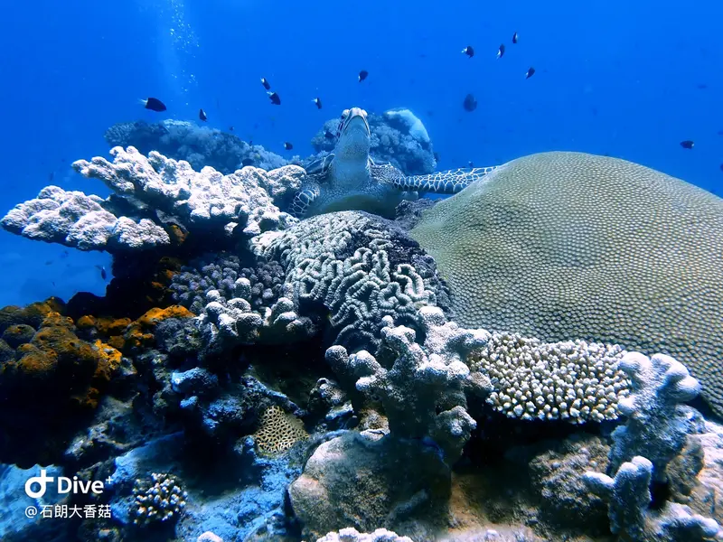 #70 Big Mushroom Coral Reef