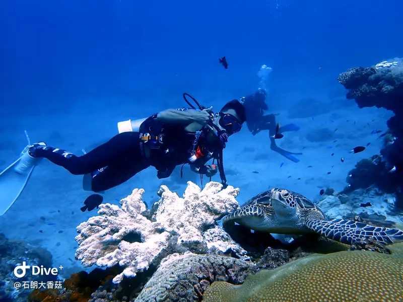#70 Big Mushroom Coral Reef