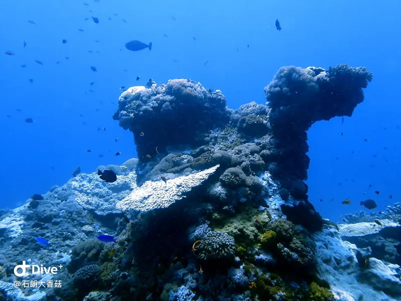 #70 Big Mushroom Coral Reef