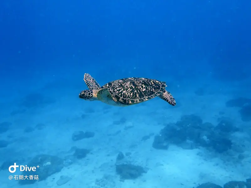 #70 Big Mushroom Coral Reef