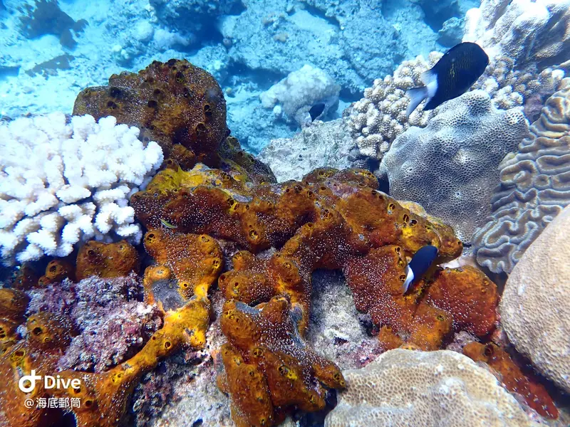 #71 Shih Lang Diving Area