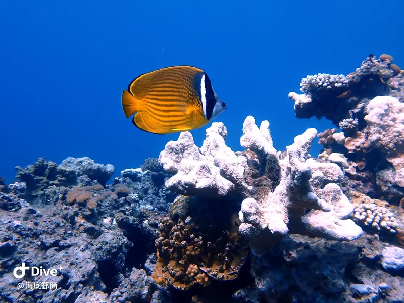 #71 Shih Lang Diving Area