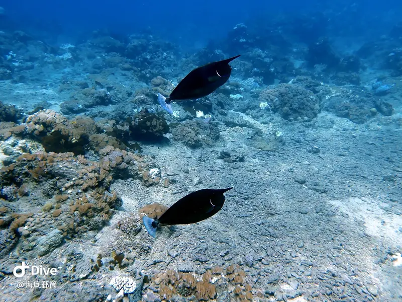 #71 Shih Lang Diving Area