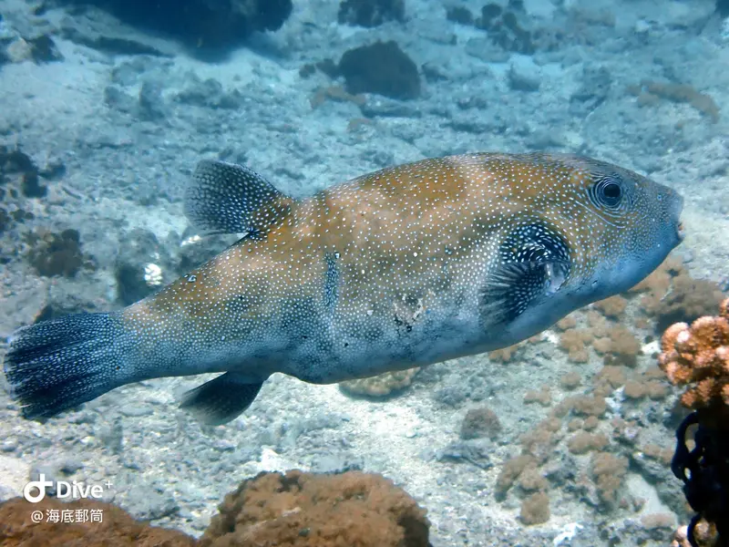 #71 Shih Lang Diving Area