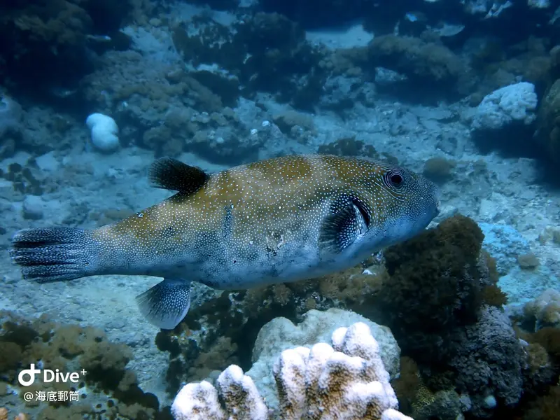 #71 Shih Lang Diving Area