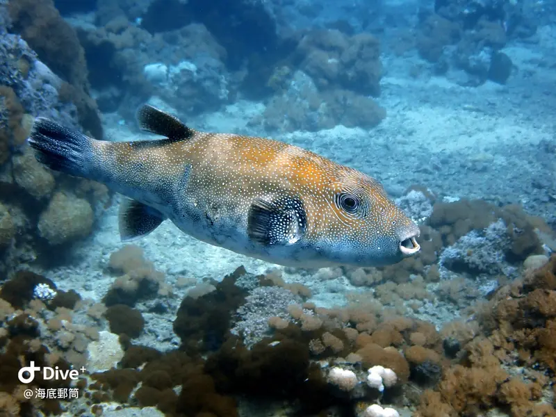 #71 Shih Lang Diving Area