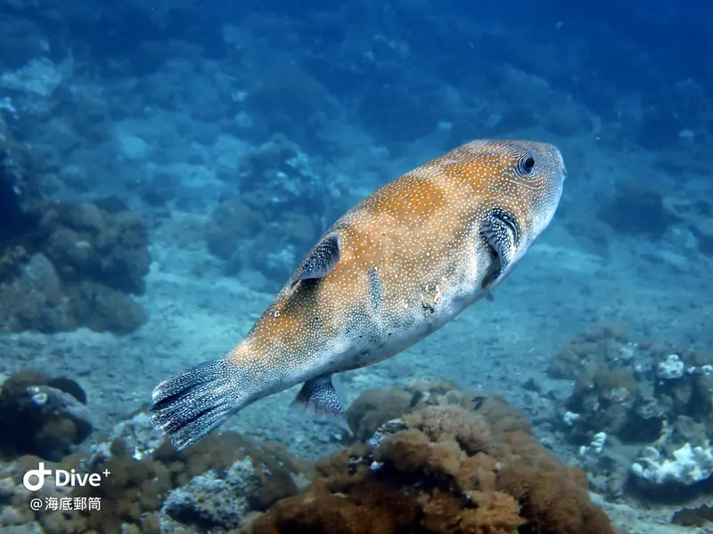 #71 Shih Lang Diving Area