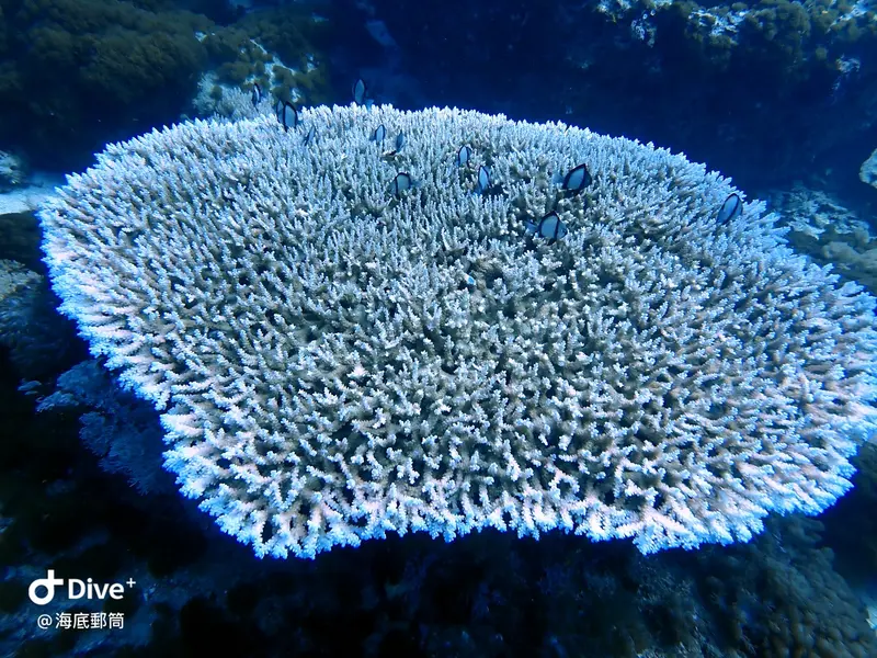 #71 Shih Lang Diving Area
