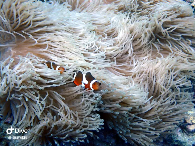 #71 Shih Lang Diving Area