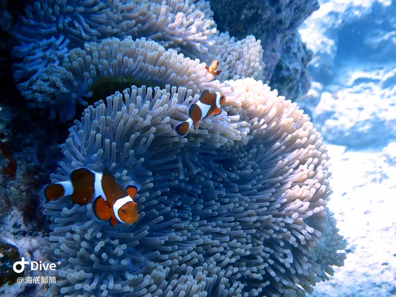 #71 Shih Lang Diving Area