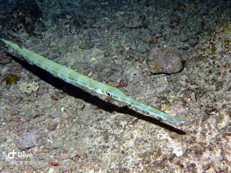 #72 Shih Lang Diving Area