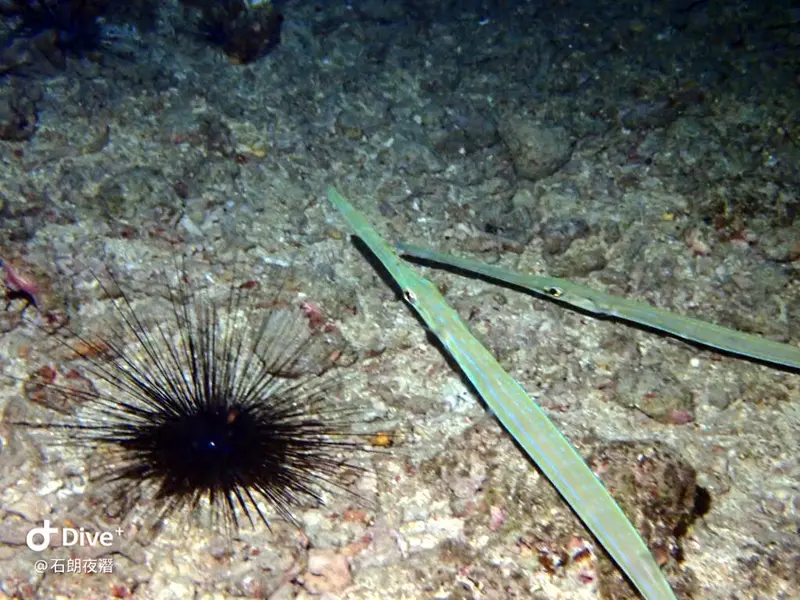 #72 Shih Lang Diving Area