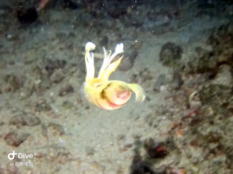 #72 Shih Lang Diving Area