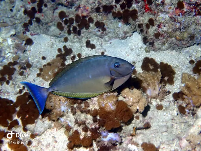 #72 Shih Lang Diving Area