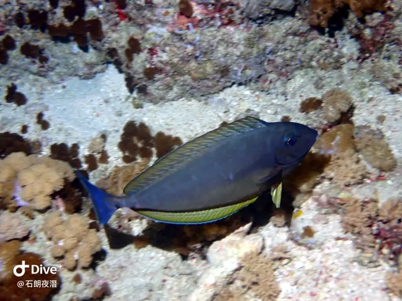 #72 Shih Lang Diving Area