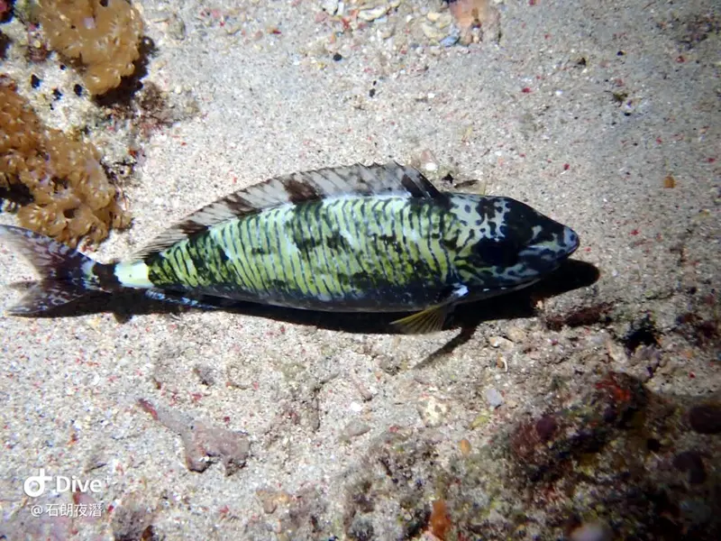 #72 Shih Lang Diving Area