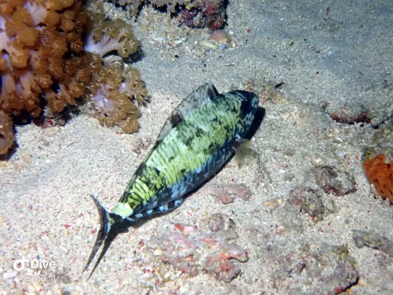 #72 Shih Lang Diving Area