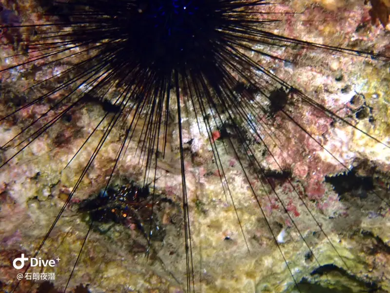 #72 Shih Lang Diving Area