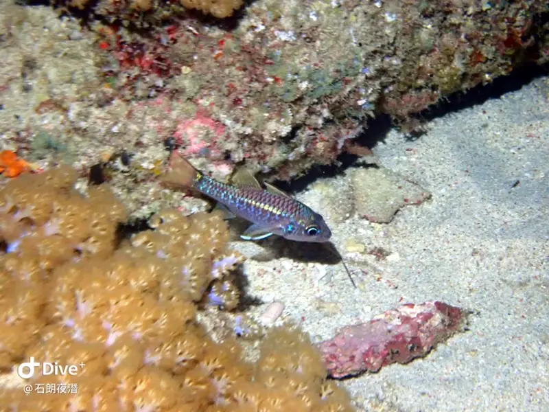 #72 Shih Lang Diving Area
