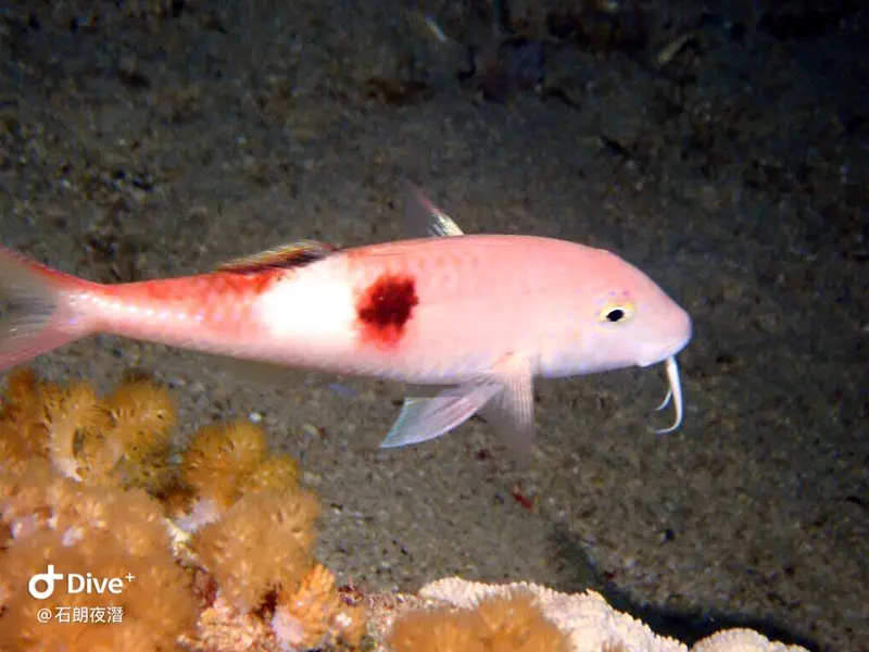 #72 Shih Lang Diving Area