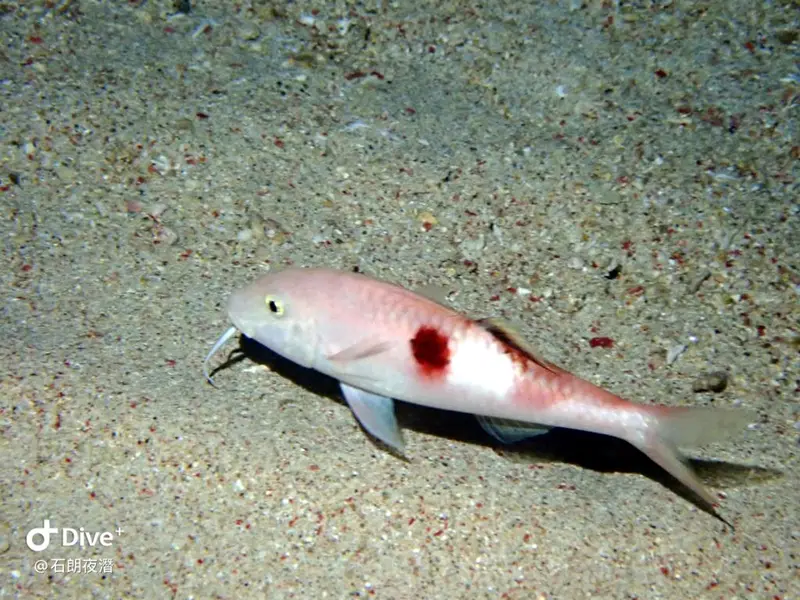 #72 Shih Lang Diving Area