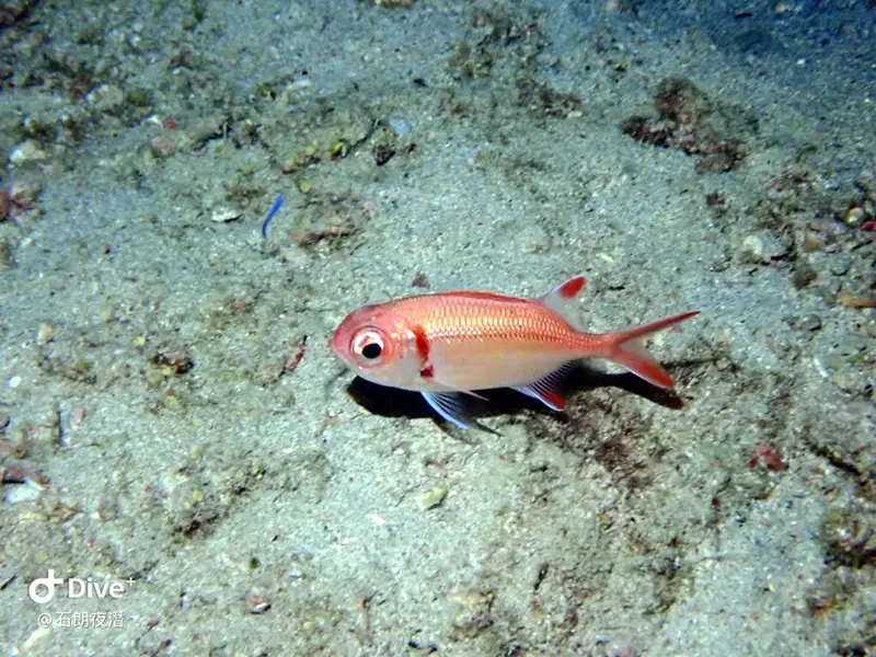 #72 Shih Lang Diving Area
