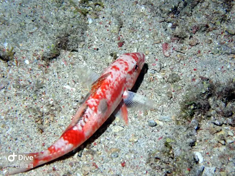 #72 Shih Lang Diving Area