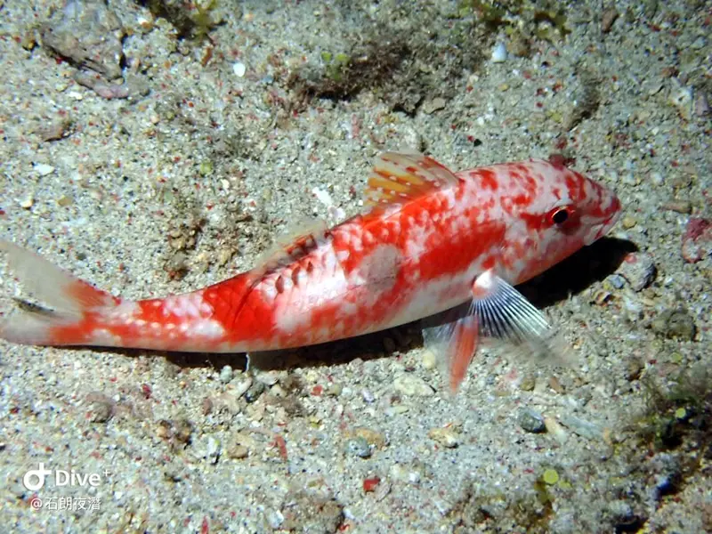 #72 Shih Lang Diving Area