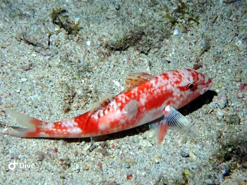 #72 Shih Lang Diving Area