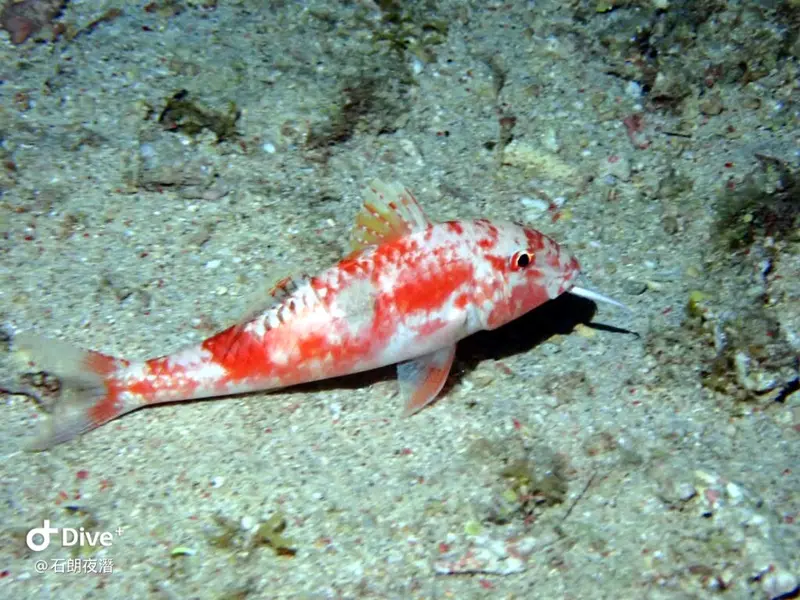 #72 Shih Lang Diving Area