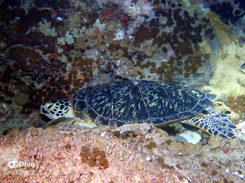 #72 Shih Lang Diving Area