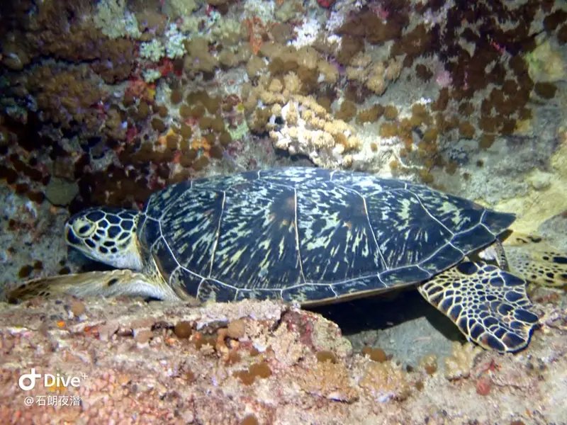 #72 Shih Lang Diving Area
