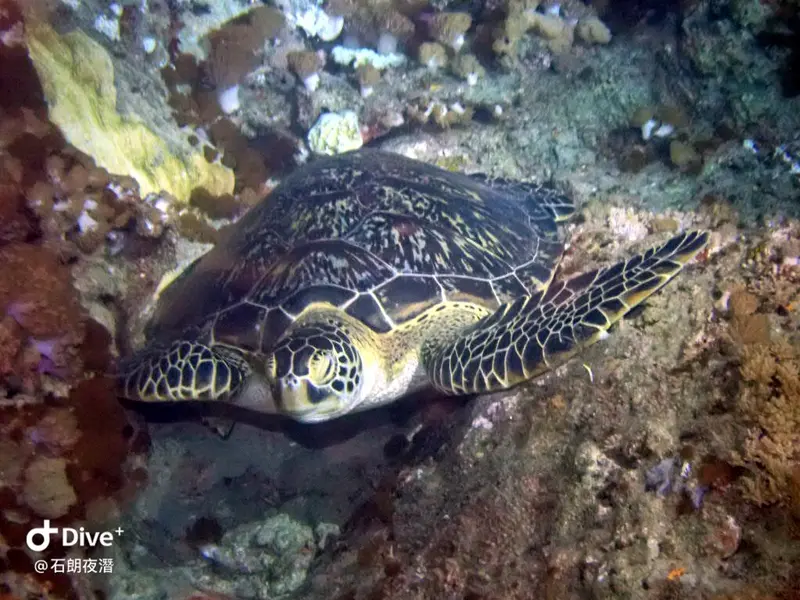 #72 Shih Lang Diving Area