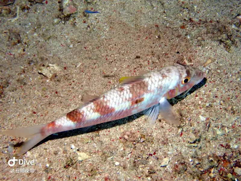 #72 Shih Lang Diving Area