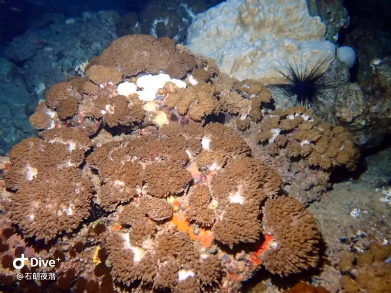 #72 Shih Lang Diving Area