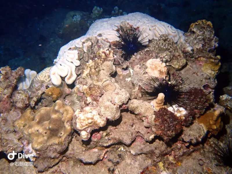 #72 Shih Lang Diving Area