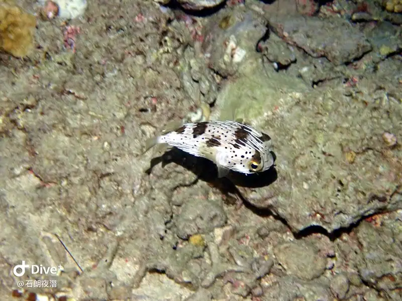 #72 Shih Lang Diving Area