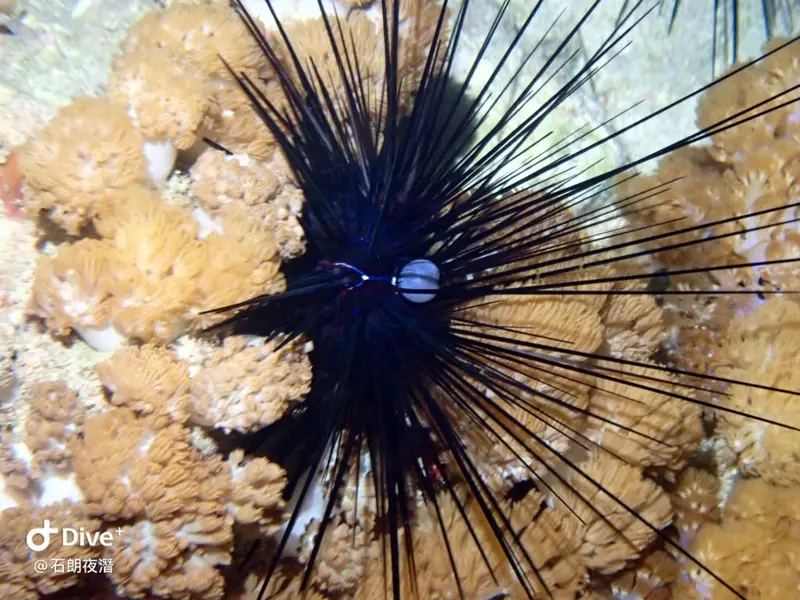 #72 Shih Lang Diving Area