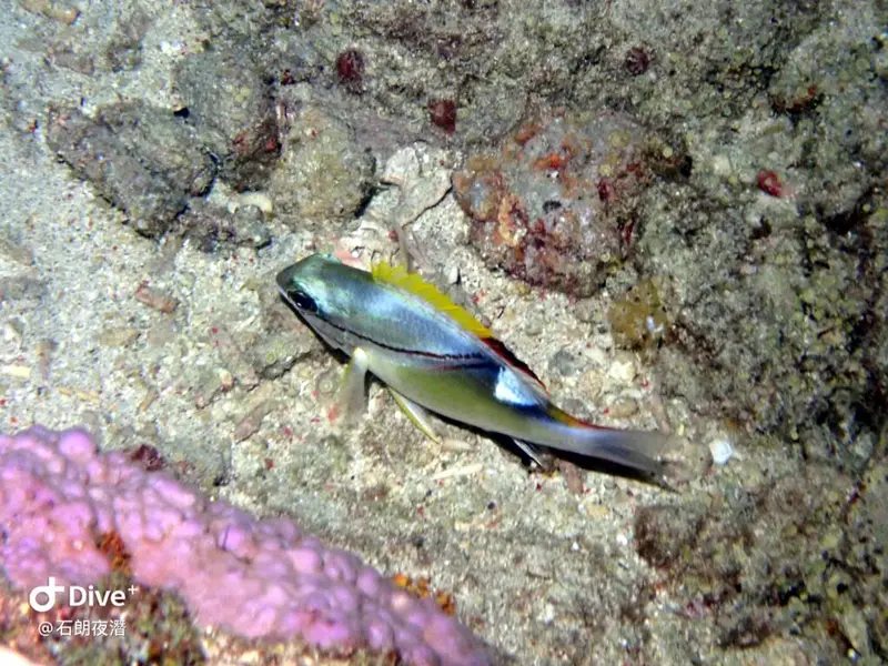 #72 Shih Lang Diving Area