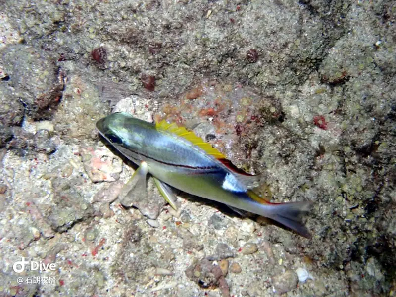 #72 Shih Lang Diving Area