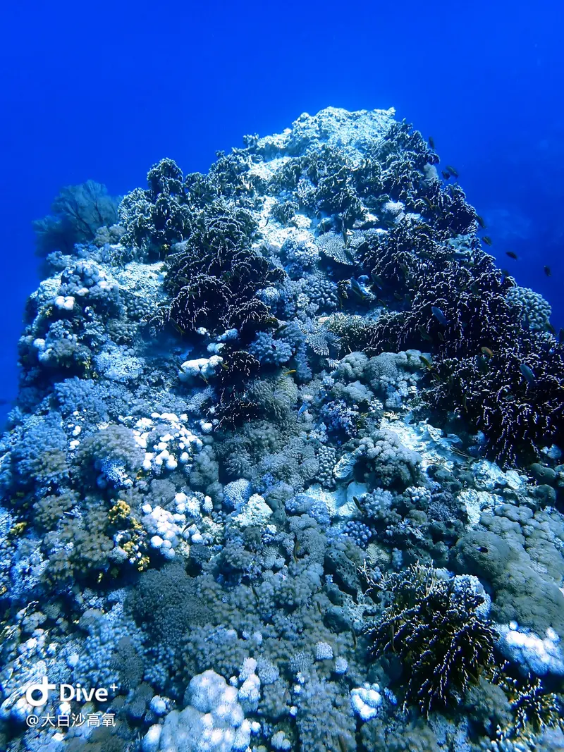 #73 DaBaiSha Diving Area