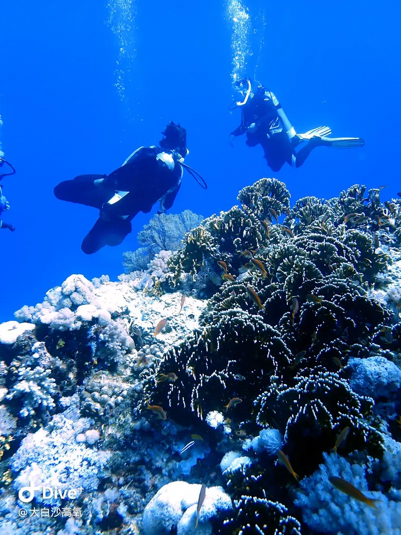 #73 DaBaiSha Diving Area