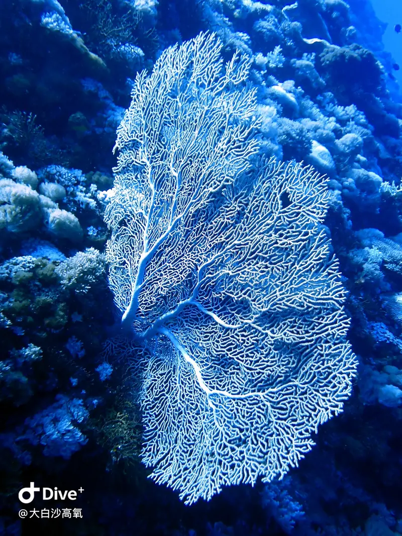 #73 DaBaiSha Diving Area