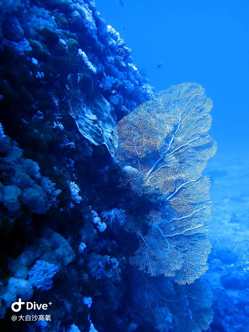 #73 DaBaiSha Diving Area