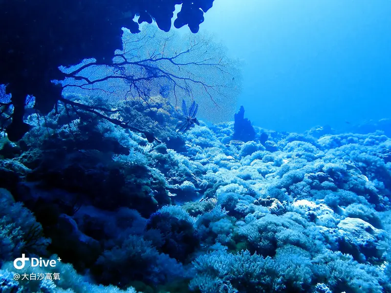 #73 DaBaiSha Diving Area