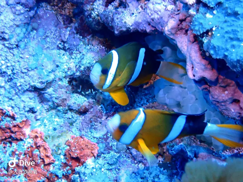 #73 DaBaiSha Diving Area