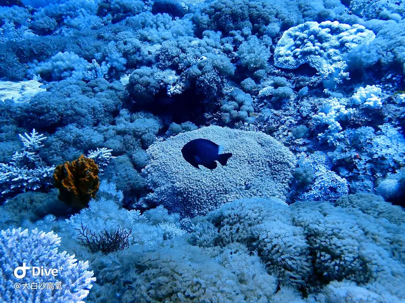 #73 DaBaiSha Diving Area