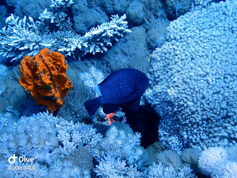 #73 DaBaiSha Diving Area