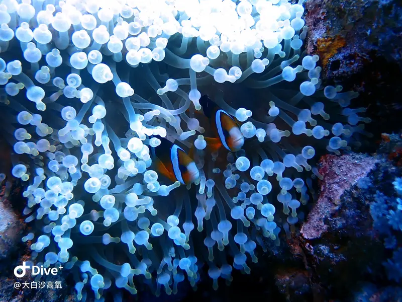 #73 DaBaiSha Diving Area