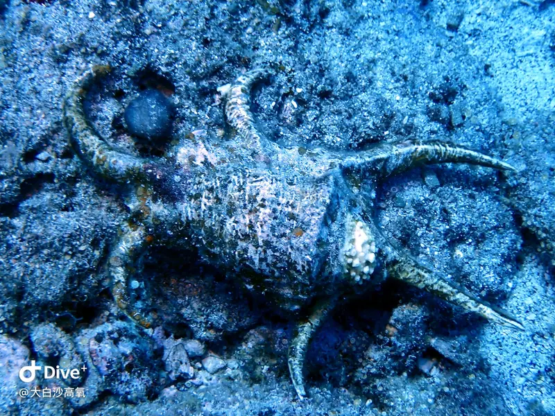 #73 DaBaiSha Diving Area